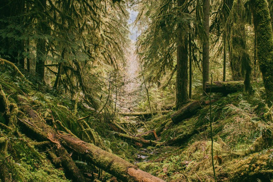 Consejos para cuidar los bosques - Misswood